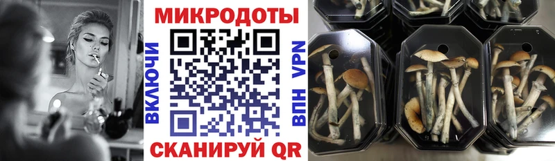 Псилоцибиновые грибы Cubensis  Шумерля 